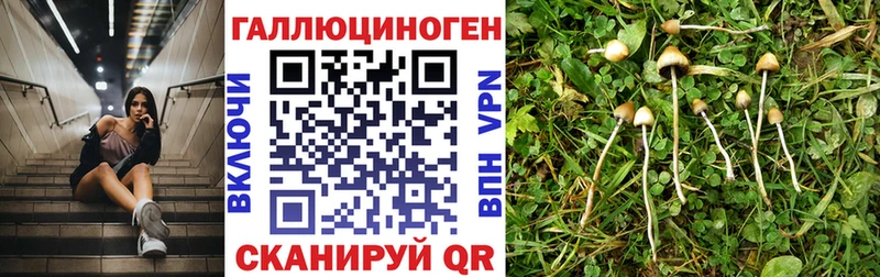 блэк спрут зеркало  закладки  Староминская  Галлюциногенные грибы мицелий 